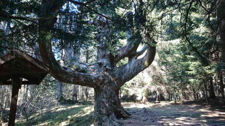 abete bianco albero secolare