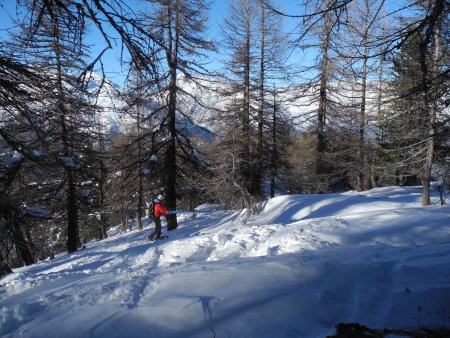 discesa nel bosco