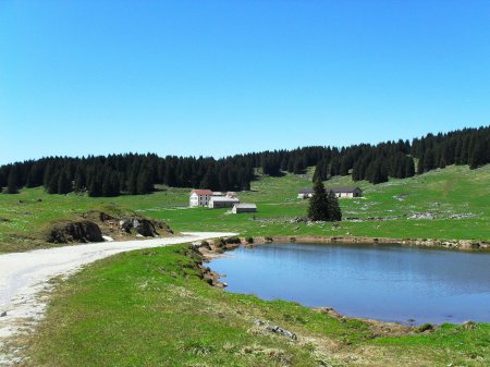 campo Rosà sullo sfondo malga Camporosà